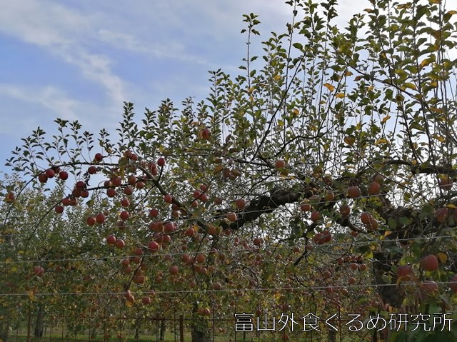 加積りんご 佐々木リンゴ園